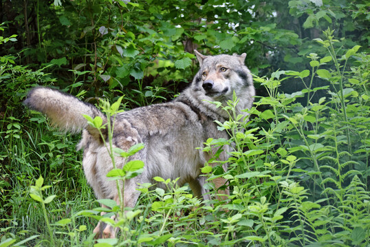 In der EU wurde der Wolf (Canis lupus) von �streng gesch�tzt� auf �gesch�tzt� herabgestuft.