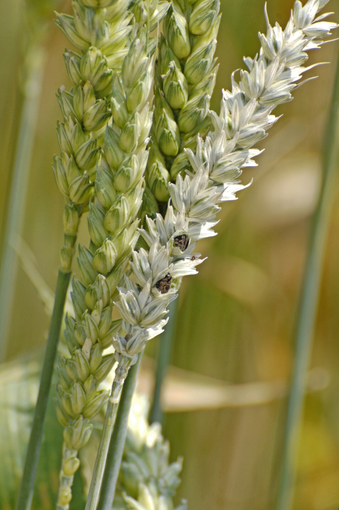 Eine mit Steinbrand befallene Weizen�hre. Deutlich zu sehen sind die schwarzen Brandbutten.