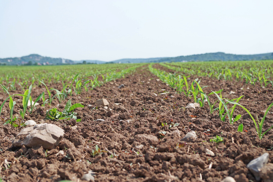 Auf K�rnermaisfl�chen wurden 39 kg N gemessen, bei Fl�chen f�r Silomais waren es 41 kg N je ha.