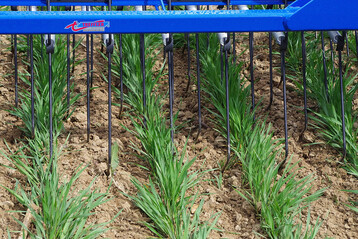 Bei erwarteten Temperaturen unter �5�Grad Celsius sollte kein Striegeleinsatz erfolgen.