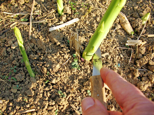 Die l�ngste Gr�nspargelstange im Beet ist bereits schnittreif. Die n�chsten Stangen sind schon am Sprie�en und k�nnen bald geerntet werden.