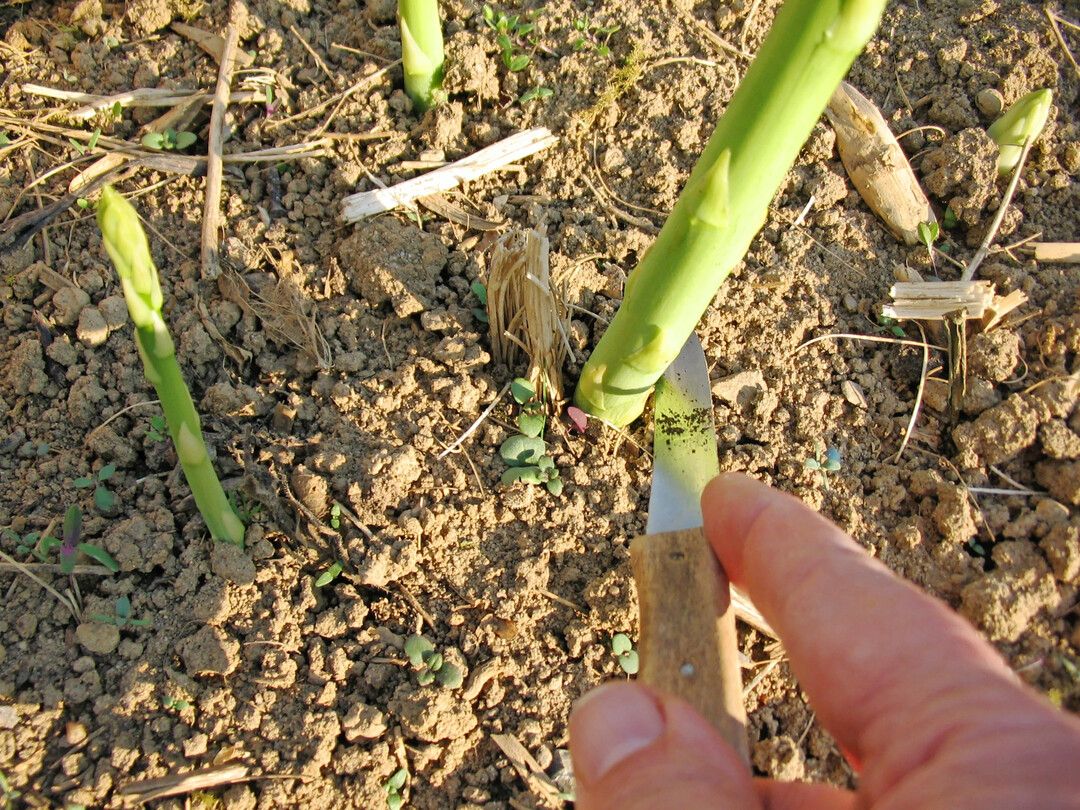 Die längste Grünspargelstange im Beet ist bereits schnittreif. Die nächsten Stangen sind schon am Sprießen und können bald geerntet werden.