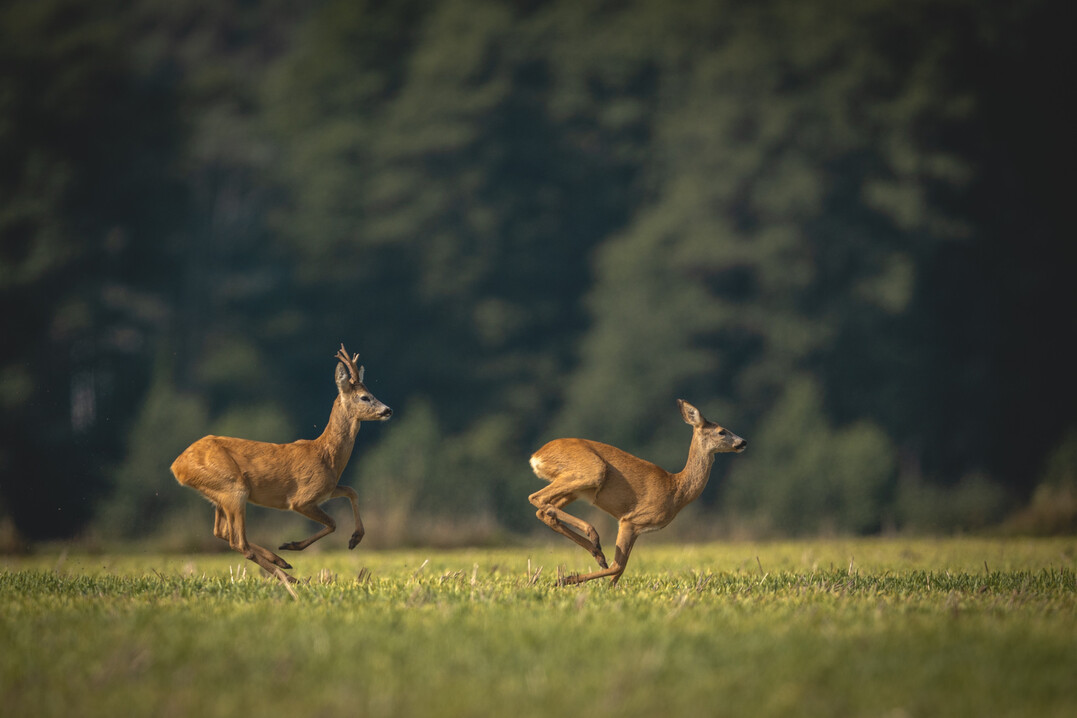 Rehe im Liebesrausch.