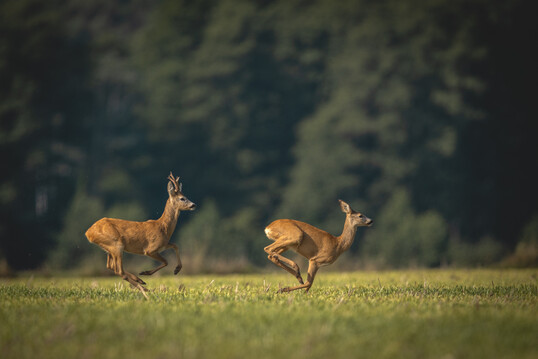 Rehe im Liebesrausch.