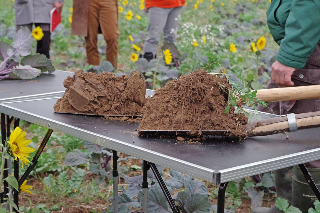 Nur Boden mit Kr�melstruktur kann Poren bilden, die Luft und Wasser speichern. Voraussetzung daf�r ist ein intaktes Bodenleben, das sich allein mit Blick auf die oberirdische Biomasse nicht hinreichend beurteilen l�sst. Auf dem Bild ist gut erkennbar, wie sich die Bodenstruktur unterhalb der Wurzelzone �ndert.