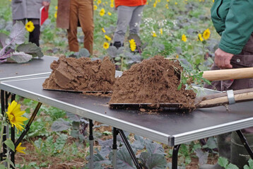 Nur Boden mit Kr�melstruktur kann Poren bilden, die Luft und Wasser speichern. Voraussetzung daf�r ist ein intaktes Bodenleben, das sich allein mit Blick auf die oberirdische Biomasse nicht hinreichend beurteilen l�sst. Auf dem Bild ist gut erkennbar, wie sich die Bodenstruktur unterhalb der Wurzelzone �ndert.