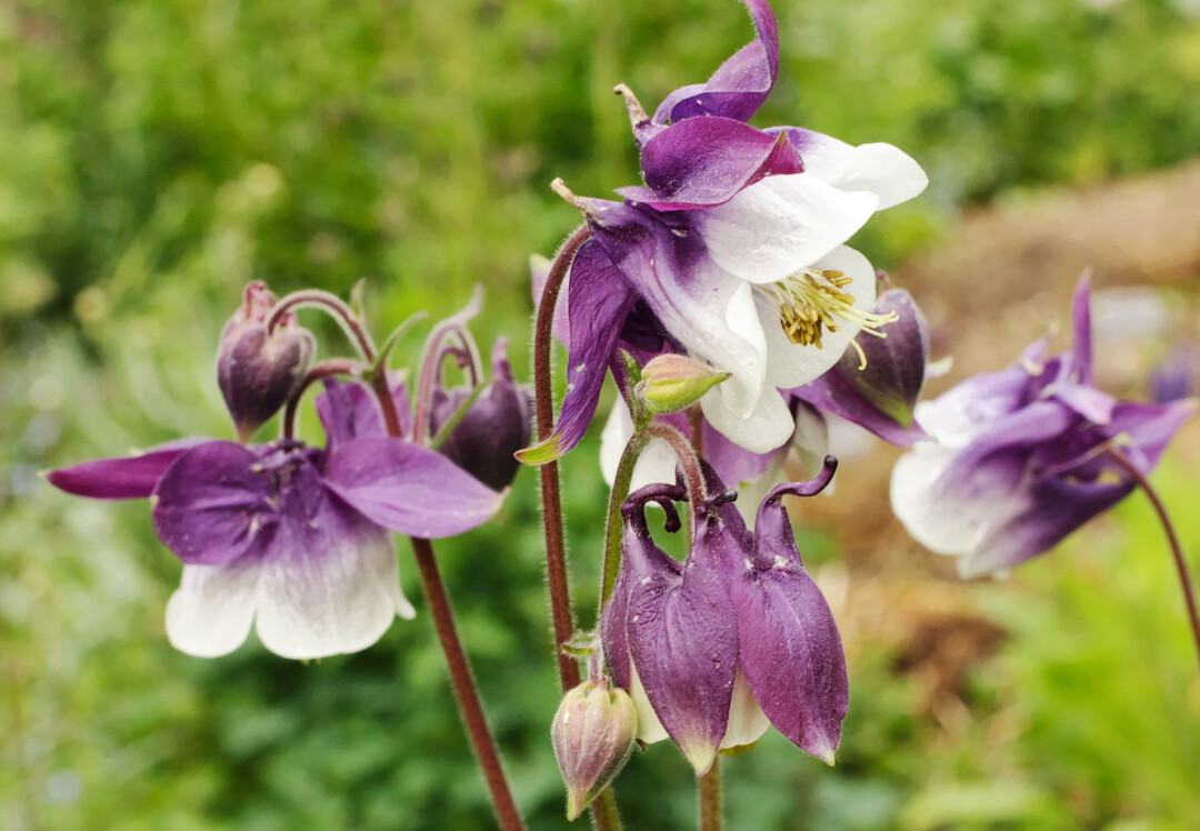 Zweifarbige Bl�ten entstehen durch spontane Wei�f�rbung der Honigbl�tter.