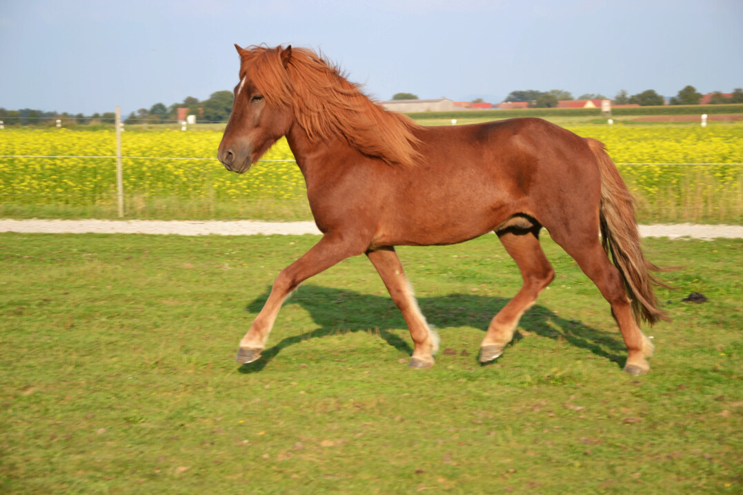 Die Stallmieten in der Pensionspferdehaltung müssen sich nach den jeweiligen Haltungsformen, dafür notwendigen Investitionen und dem tatsächlichen Arbeitsaufwand pro Pferd richten.