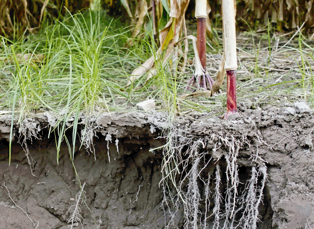 Nur bei intakter Bodenstruktur ohne Schadverdichtungen können Hauptfrüchte wie Mais und Untersaaten wie Deutsches Weidelgras den Boden intensiv durchwurzeln und den verfügbaren Stickstoff vollständig aufnehmen.