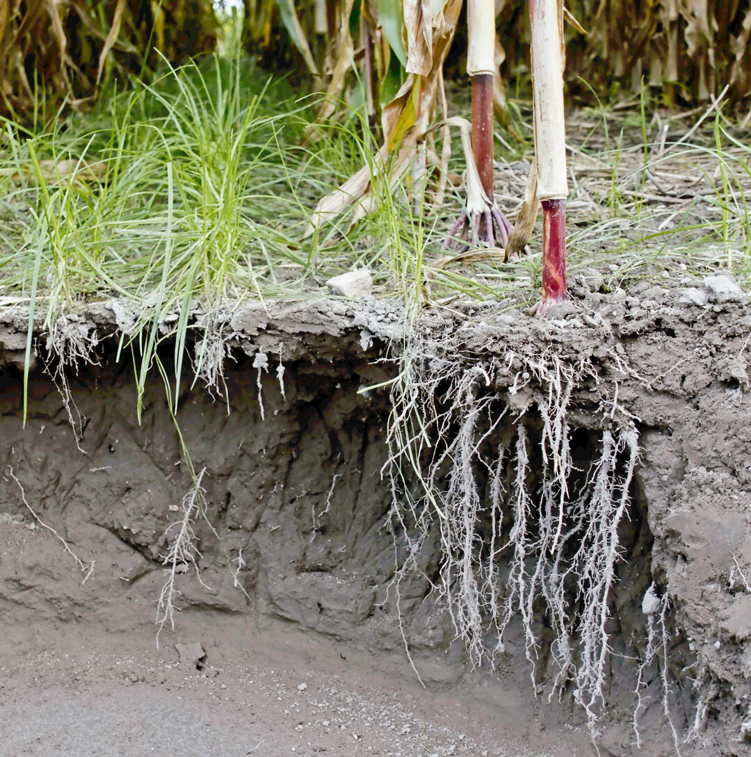 Nur bei intakter Bodenstruktur ohne Schadverdichtungen k�nnen Hauptfr�chte wie Mais und Untersaaten wie Deutsches Weidelgras den Boden intensiv durchwurzeln und den verf�gbaren Stickstoff vollst�ndig aufnehmen.