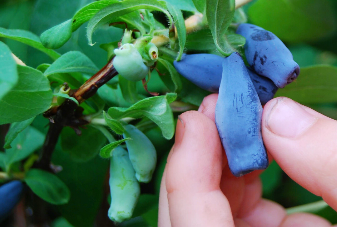 Essreif sind Haskap- beziehungsweise Maibeeren erst zwei Wochen nach der Blauf�rbung. 
Ihr herbs��er Geschmack erinnert an eine Mischung aus Heidelbeeren, Brombeeren und Himbeeren.