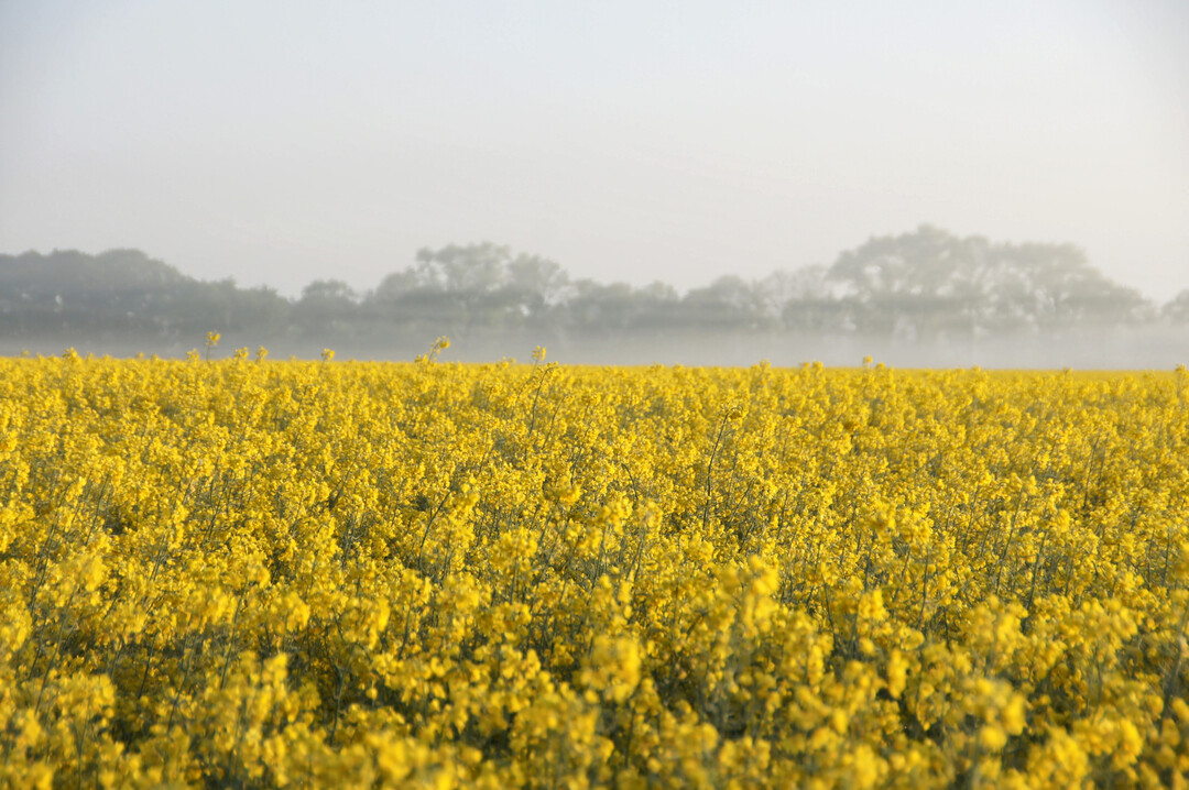 1 Die Anbaufl�che von Raps ist in diesem Jahr deutschlandweit auf 1,15 Millionen Tonnen gestiegen.