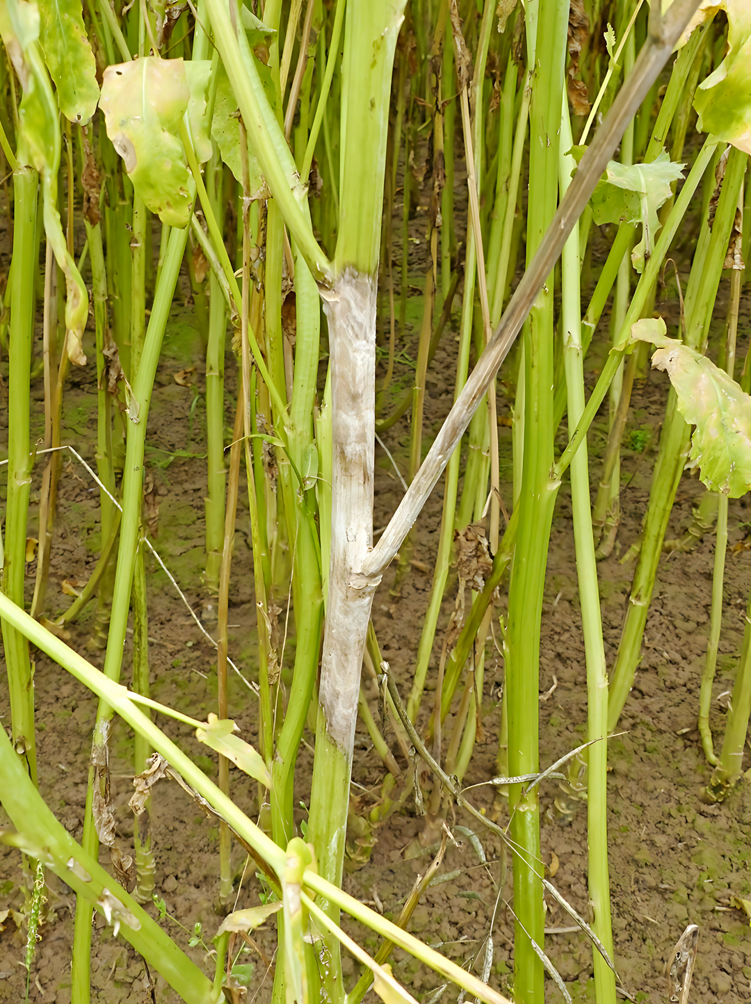 Weißstängeligkeit in Raps, verursacht durch den Pilz Sclerotinia sclerotiorum, führt dazu, dass Stängel, Triebe und Schoten oberhalb der Befallstellen gelb und notreif werden und frühzeitig absterben. Dadurch kann es zu empfindlichen Mindererträgen kommen.