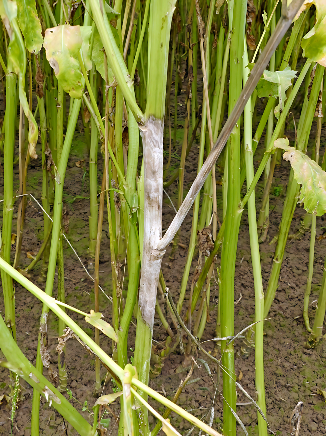 Wei�st�ngeligkeit in Raps, verursacht durch den Pilz Sclerotinia sclerotiorum, f�hrt dazu, dass St�ngel, Triebe und Schoten oberhalb der Befallstellen gelb und notreif werden und fr�hzeitig absterben. Dadurch kann es zu empfindlichen Minderertr�gen kommen.