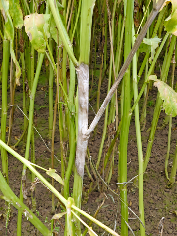 Wei�st�ngeligkeit in Raps, verursacht durch den Pilz Sclerotinia sclerotiorum, f�hrt dazu, dass St�ngel, Triebe und Schoten oberhalb der Befallstellen gelb und notreif werden und fr�hzeitig absterben. Dadurch kann es zu empfindlichen Minderertr�gen kommen.