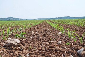 Mais ist w�hrend seiner Jugendentwicklung konkurrenzschwach. Neben Resistenzen in Unkr�utern sollte man auch das Erdmandelgras als Maisunkraut auf dem Schirm haben.