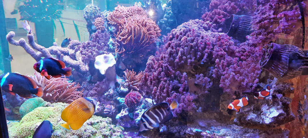 Clownfisch, Barsch und Co. tummeln sich im Meerwasseraquarium an der Kinderklinik Tübingen.