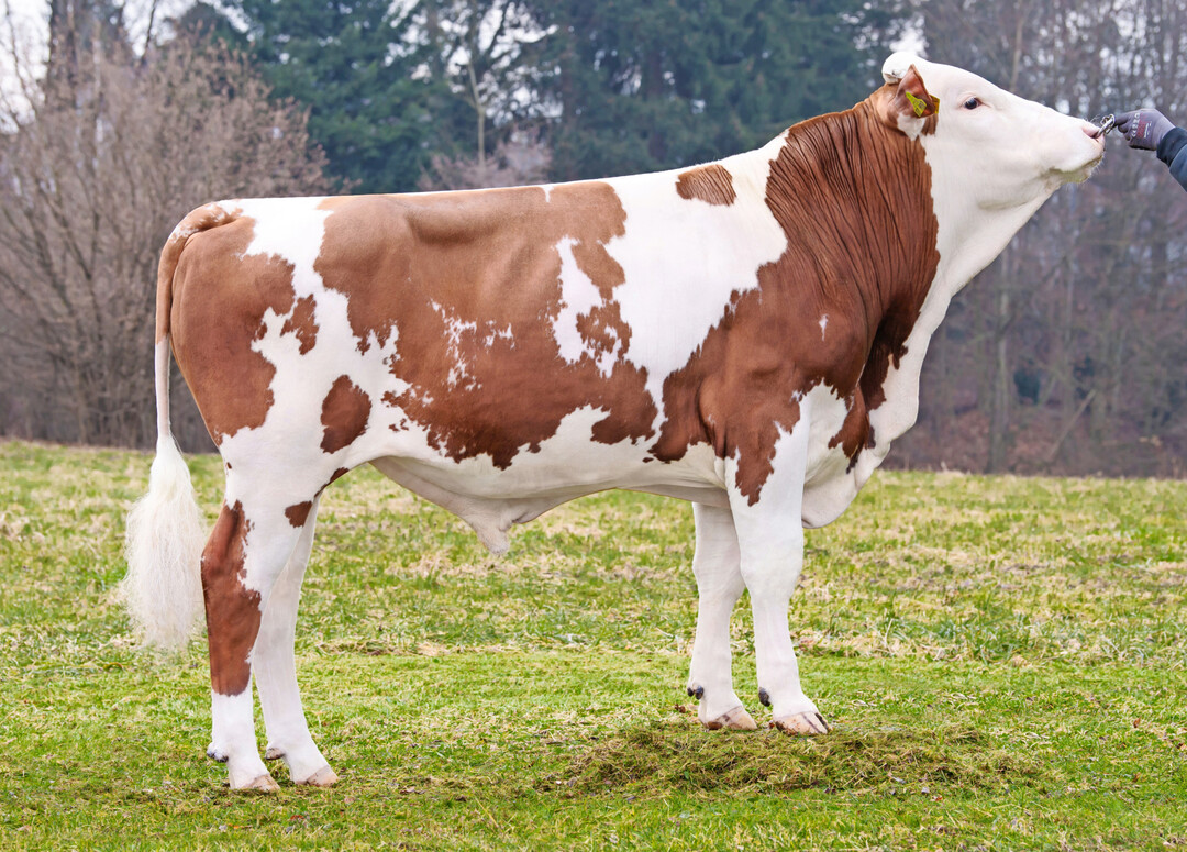 1 Der Bulle Dow Jones punktet mit einer guten Eutervererbung. Er stammt aus der Zucht der Haag & Wahl GbR in Sulzbach.