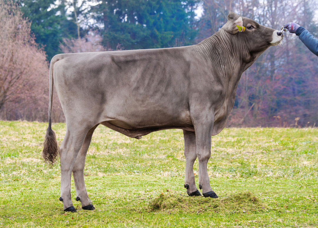 1 Der von Daniel Kling in Rot an der Rot gezüchtete Brown Swiss-Bulle Papageno punktet mit einem GZW von 144.