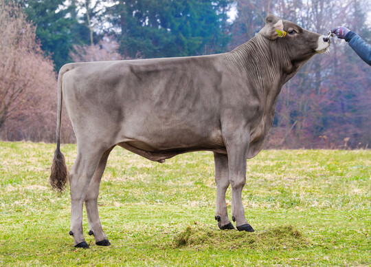 1 Der von Daniel Kling in Rot an der Rot gezüchtete Brown Swiss-Bulle Papageno punktet mit einem GZW von 144.