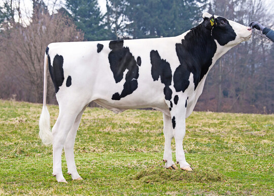 1 Der schwarzbunte Holsteinvererber Connor, der von Comet abstammt, punktet mit einem RZG von 152.