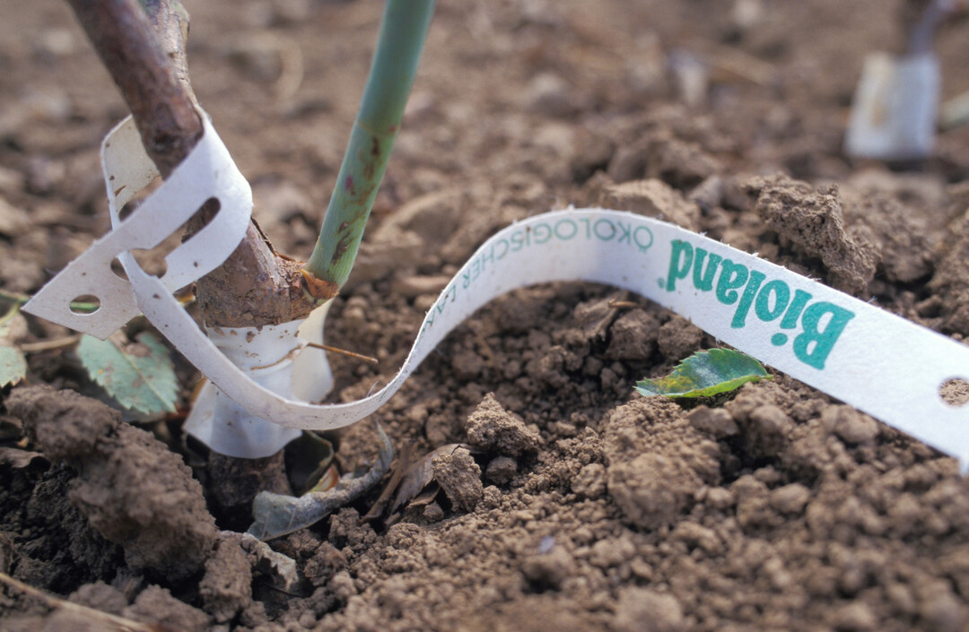 Rosenpflanze, veredelt und etikettiert (Hessen, Wetterau, Bioland-Rosenschule Ruf)
