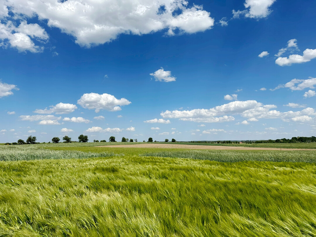 Symbolbild: Versuchsfeld mit Gerste.