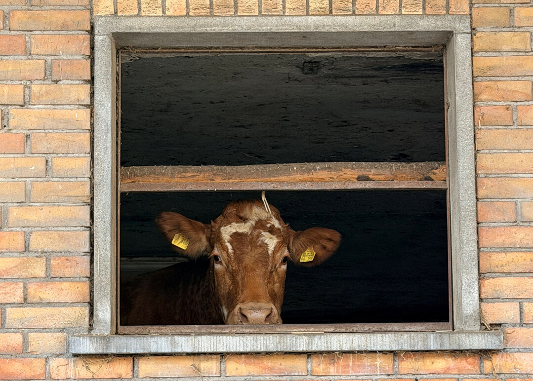 Eine Kuh schaut aus einem Stallfenster.