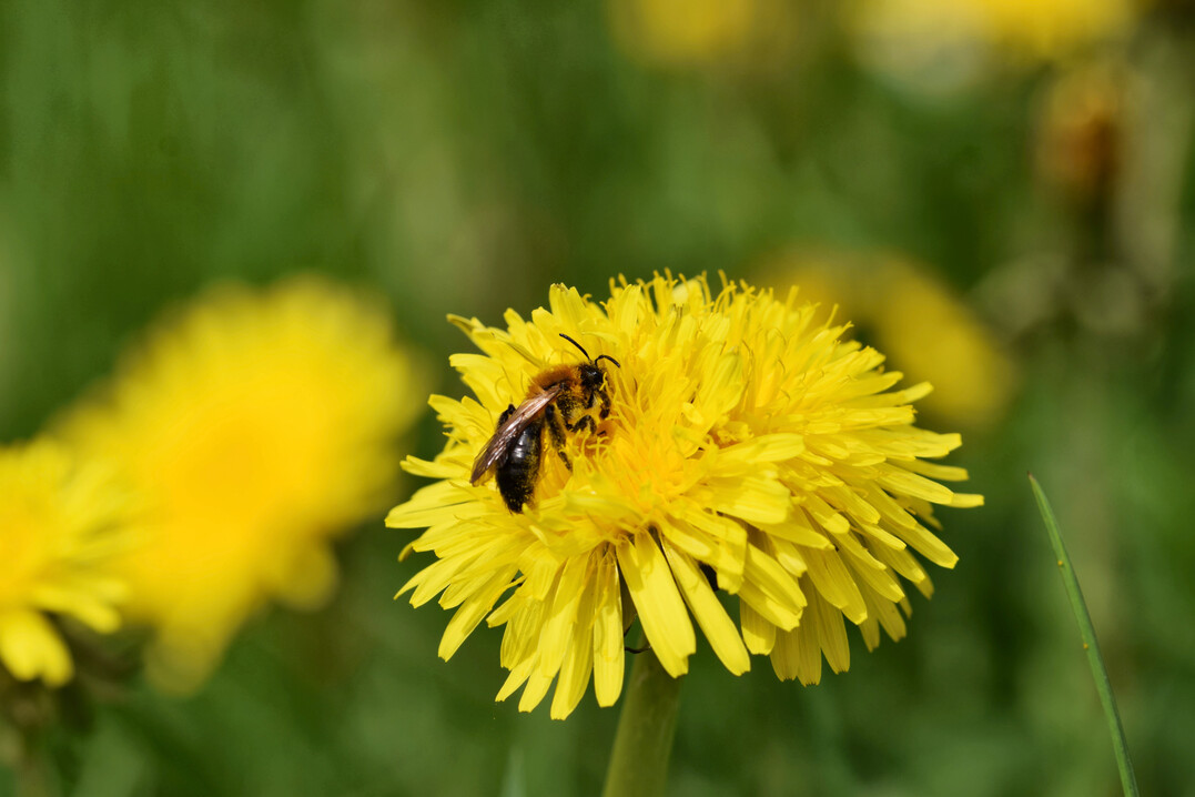 Bienenvölker müssen mit dem Stichtag 1. Mai 2026 der Tierseuchenkasse Baden-Württemberg gemeldet werden. So sieht es die neue Verordnung vor.