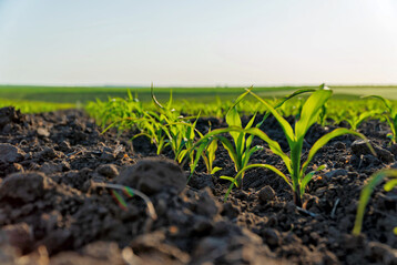 Unter den Sommerungen ohne Mais wurde ein Nitratgehalt von 41 kg N je ha in einer Bodentiefe bis 60 cm gemessen.