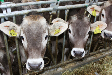 Dreizehn Milchleistungsfutter wurden im vergangenen Jahr in Baden-W�rttemberg und Bayern getestet. Zum Teil fehlten bei den Futtermitteln Angaben �ber die Gehalte an Stickstoff und Phosphat. 