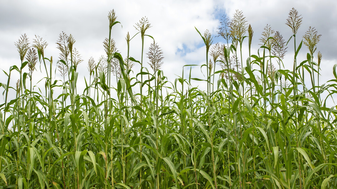 Sorghum gehört zu den fünf wichtigsten Getreidearten der Welt. In Europa ist die Getreidepflanze wenig bekannt.