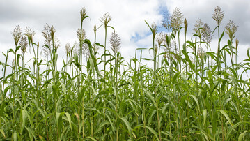 Sorghum geh�rt zu den f�nf wichtigsten Getreidearten der Welt. In Europa ist die Getreidepflanze wenig bekannt. 
