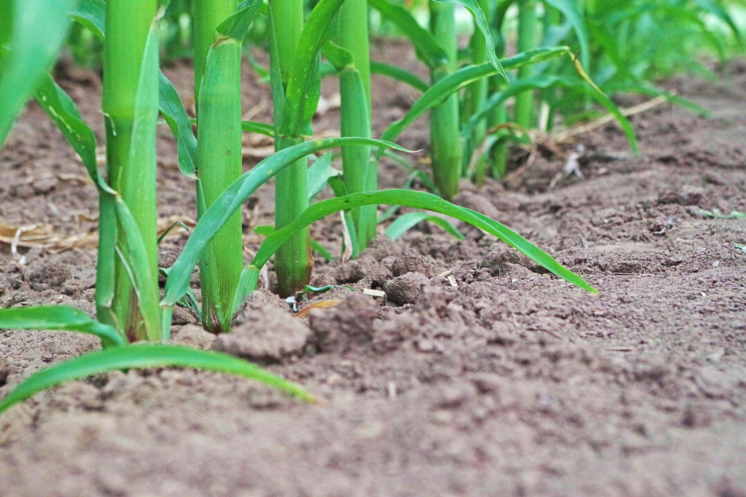 Der Grundstein f�r ein sauberes Feld mit z�gigem Maiswachstum wird zur Saat und in den Wochen danach gelegt. Pflanzenschutz nach diesem kritischen Zeitfenster hat eher kosmetischen Charakter, als dass er den Ertrag beeinflusst.