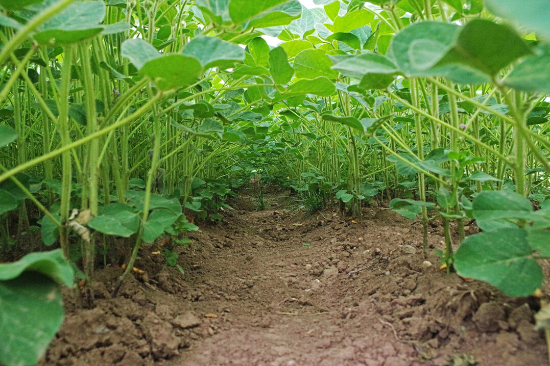 Am besten sollte der Acker f�r Sojabohnen frei von ausdauernden Unkr�utern sein. Bei geringem Druck kann man im Vorauflauf gut nachhelfen.