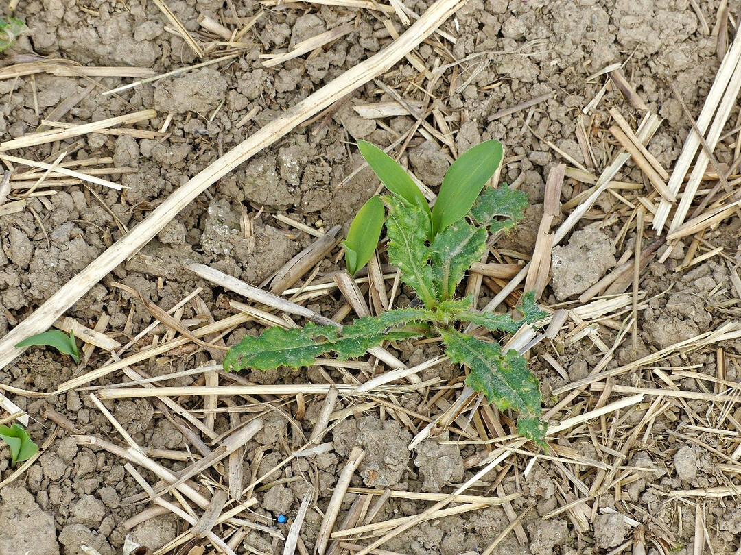 Distel neben zwei Maispflanzen auf einer Direktsaatfl�che. Mais ist in der Jugend sehr konkurrenzschwach. Werden Unkr�uter nicht ausreichend bek�mpft, drohen Ertragsausf�lle.