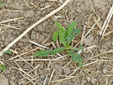 Distel neben zwei Maispflanzen auf einer Direktsaatfl�che. Mais ist in der Jugend sehr konkurrenzschwach. Werden Unkr�uter nicht ausreichend bek�mpft, drohen Ertragsausf�lle.