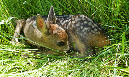 Die Fellf�rbung der Kitze gibt einen Hinweis auf das Alter der Tiere. Ab der vierten Lebenswoche verblassen die typischen wei�en Flecken auf dem R�cken.