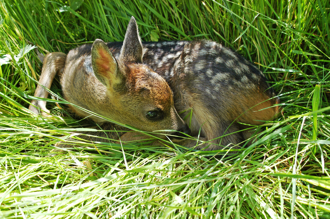 Die Fellf�rbung der Kitze gibt einen Hinweis auf das Alter der Tiere. Ab der vierten Lebenswoche verblassen die typischen wei�en Flecken auf dem R�cken.