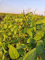 Laut dem Statistischen Bundesamt stieg die Anbaufläche in Baden-Württemberg um 1200 ha auf insgesamt 7400 ha an.