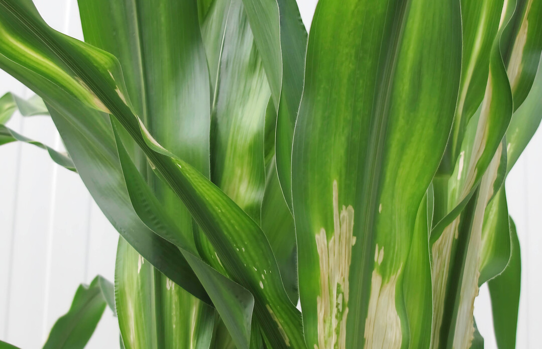 Ein Mikron�hrstoffmangel wie hier durch Zink dr�ckt den Ertrag, lie�e sich aber beheben, wenn man schnell reagiert. Zinkmangel kommt in Mais h�ufig vor.