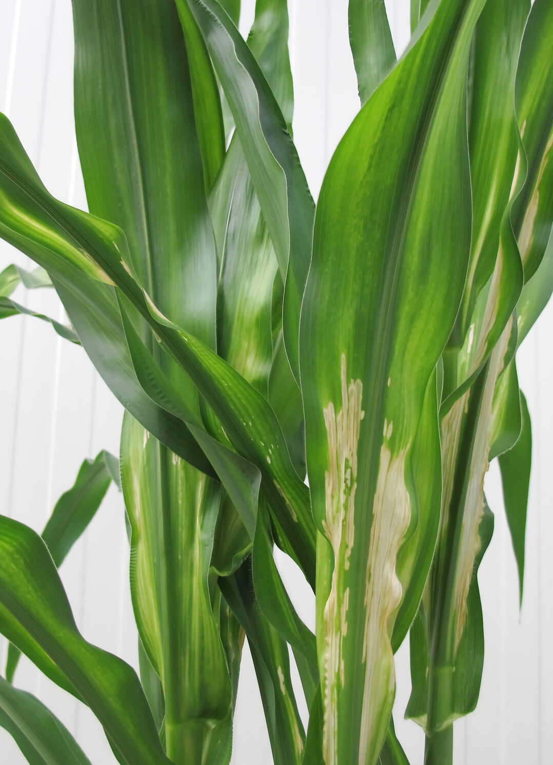 Ein Mikronährstoffmangel wie hier durch Zink drückt den Ertrag, ließe sich aber beheben, wenn man schnell reagiert. Zinkmangel kommt in Mais häufig vor.