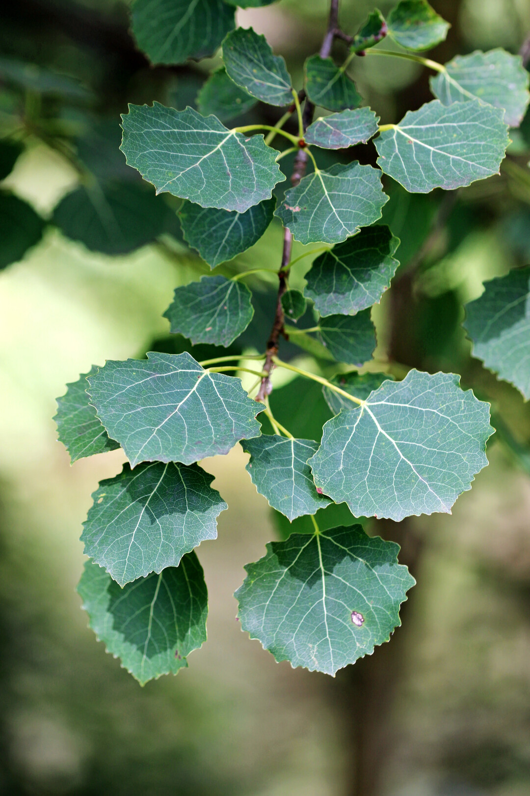Die 3 bis 10 cm gro�en, gez�hnten Bl�tter sind beinahe rund. Der 3 bis 8 cm lange Blattstiel ist seitlich zusammengedr�ckt, wodurch sich das Laub bereits bei sehr geringen Windgeschwindigkeiten und raschelt.