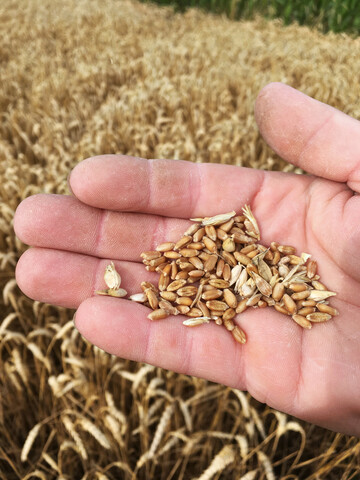 F�r 2026 scheint die Getreideversorgung in Deutschland gesichert. Fragezeichen stellen sich f�r die Ernte im kommenden Jahr. 