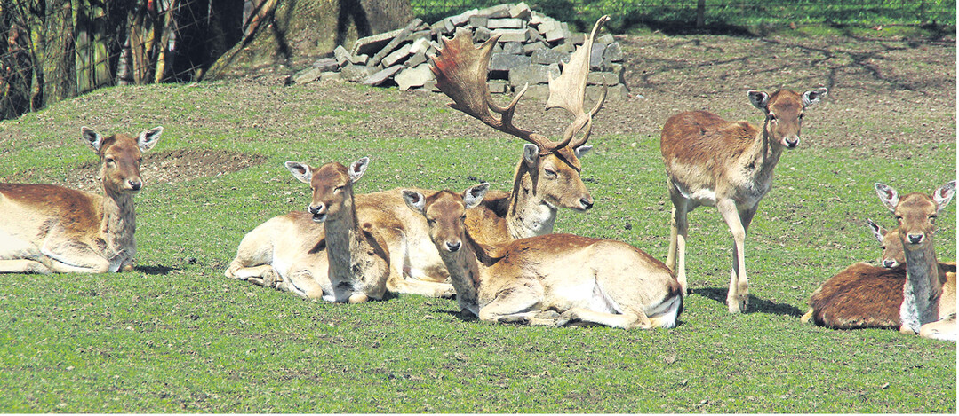 Damwildhaltung auf Gr�nland folgt eigenen Gesetzen. Wichtig ist eine Unterteilung in Koppeln und eine ausreichende Ruhephase zwischen den Auftrieben. Ansonsten entwickeln sich die Best�nde schnell in eine falsche Richtung.