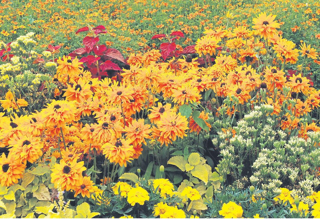 Eine apartes Ton-in-Ton Arrangement mit Einj�hrigen in Gelb und Orange wie dem Rauhen Sonnenhut (Rudbeckia hirtaAslan), Studentenblumen und Buntnesseln.