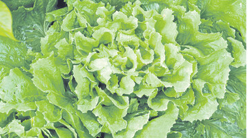 Endivie ist der erste und bei uns am l�ngsten heimische Wintersalat im starken Trio.