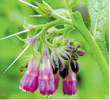 Der Blütenstand von Beinwell ist ein Wickel, der immer weiterwächst.