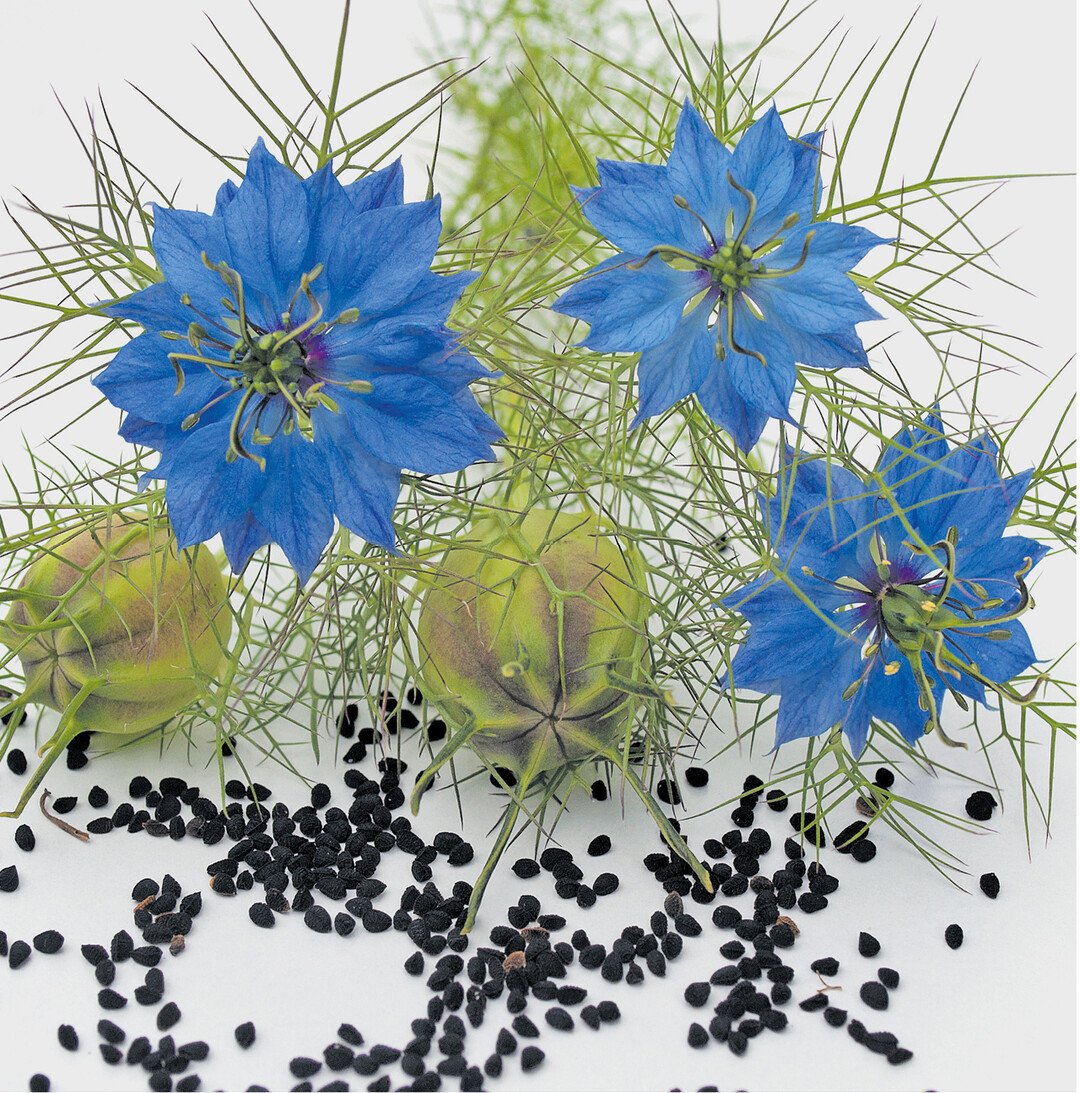 bild der woche �Jungfer im Gr�nen" oder �Gretchen im Busch" wird diese fr�her h�ufig in Bauerg�rten bl�hende zarte Sch�nheit genannt. Hat man sie einmal im Garten, samt sie sich j�hrlich aus. Die Blumen und sp�ter die Fruchtkapseln setzen h�bsche Akzente in Str�u�en und Gestecken. In der Symbolsprache ist die Jungfer im Gr�nen eine klassische Blume der verschm�hten Liebe. Junge Frauen gaben ihren Freiern ihre Ablehnung �durch die Blume" zu verstehen.