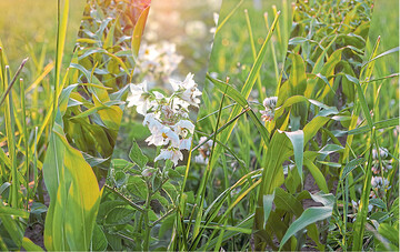 Vielfalt auf dem Feld: Der Wechsel zwischen Leguminosen, anspruchsvollen und gen�gsamen Kulturen hilft, Unkr�uter in Schach zu halten.